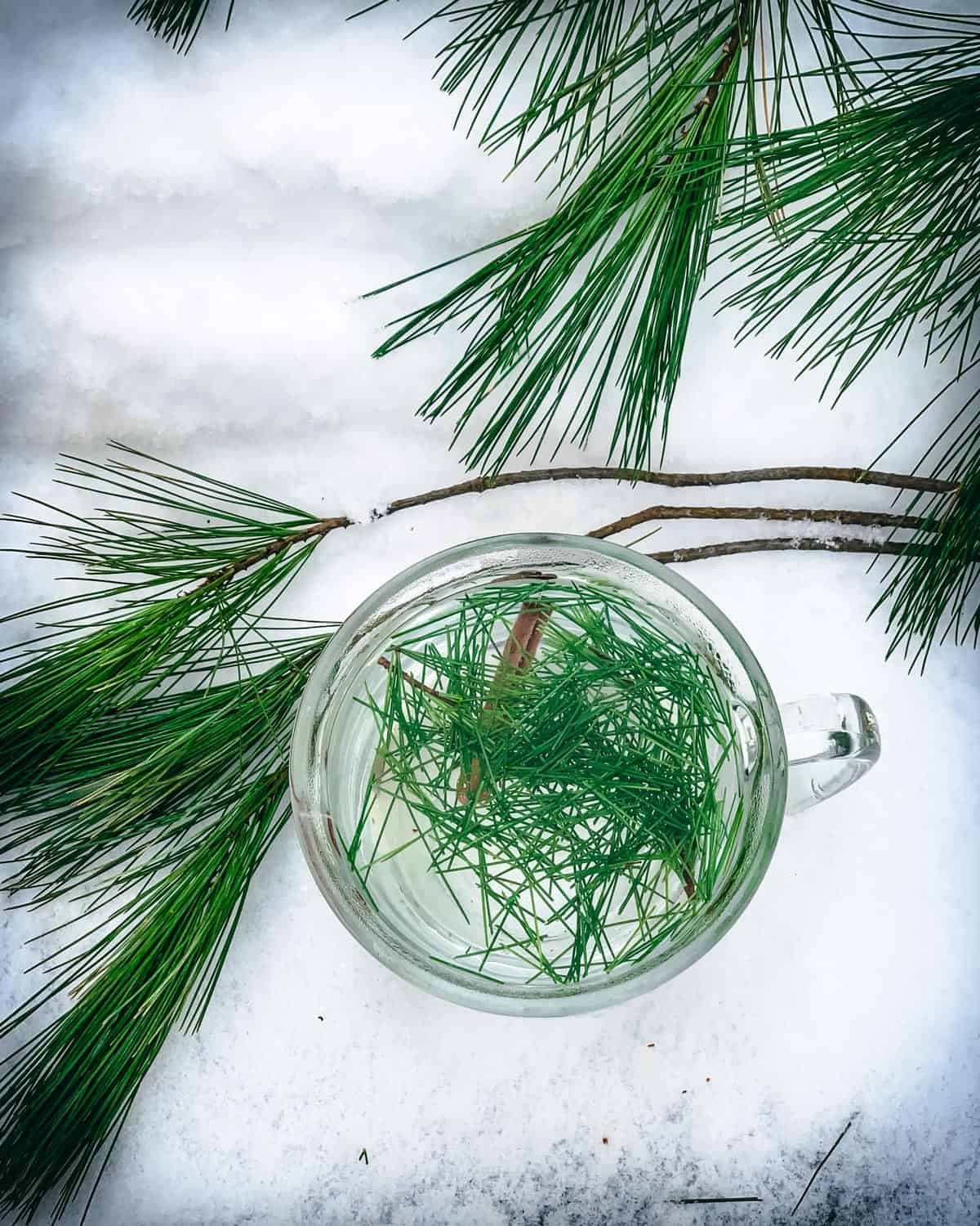 top view of a mug of pine needle tea in the snow with white pine needles