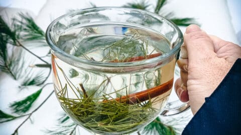 a hand holding a mug of pine needle tea with snow and pine needles in the background