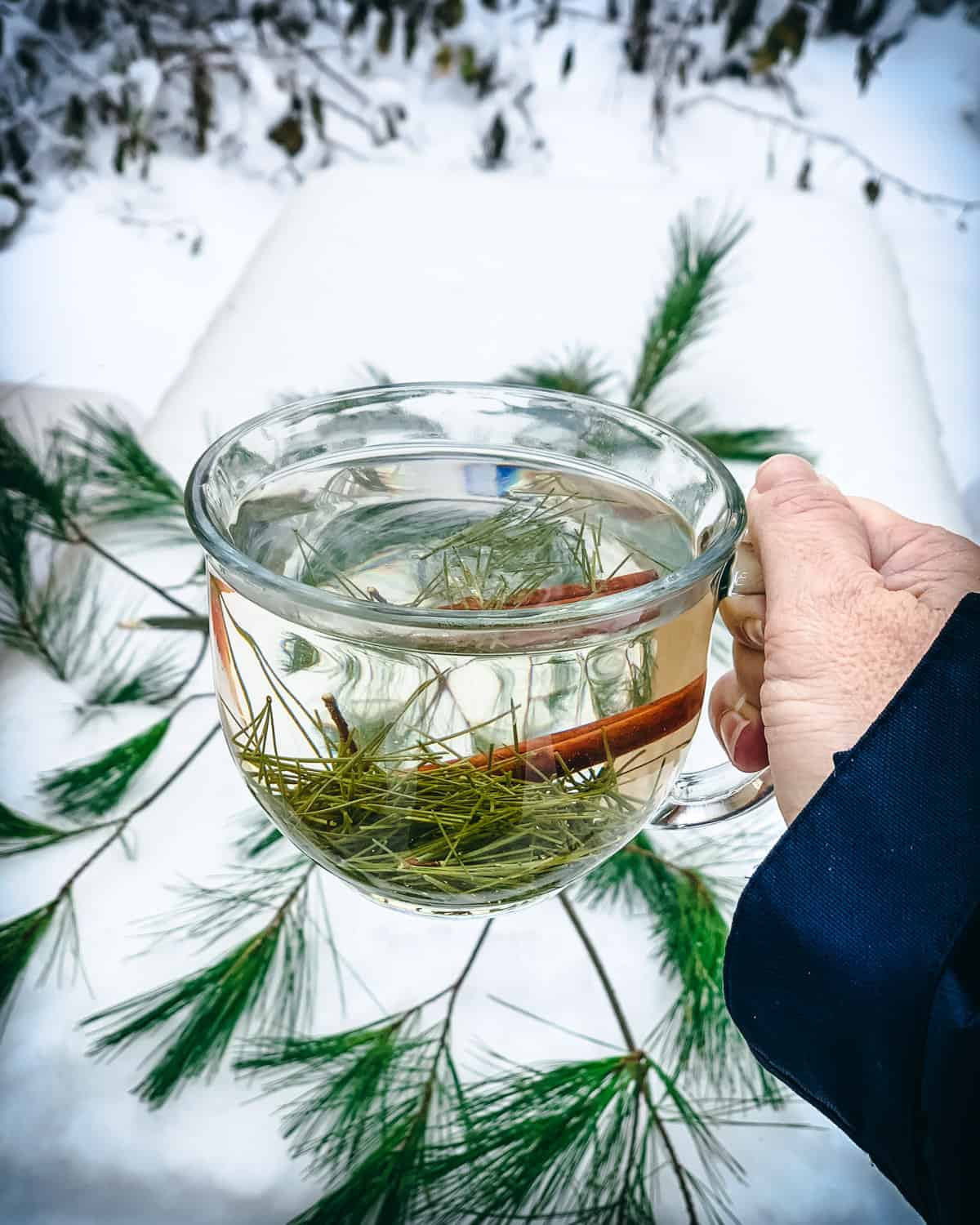 a hand holding a mug of pine needle tea with snow and pine needles in the background