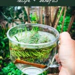 pine needle tea recipe and benefits