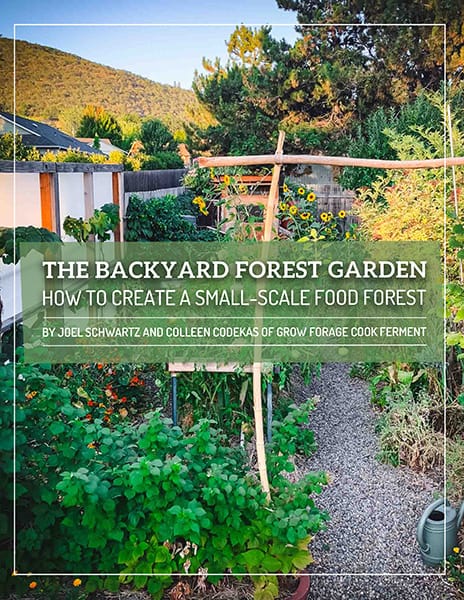 the cover of the backyard forest garden: how to create a small-scale food forest ebook