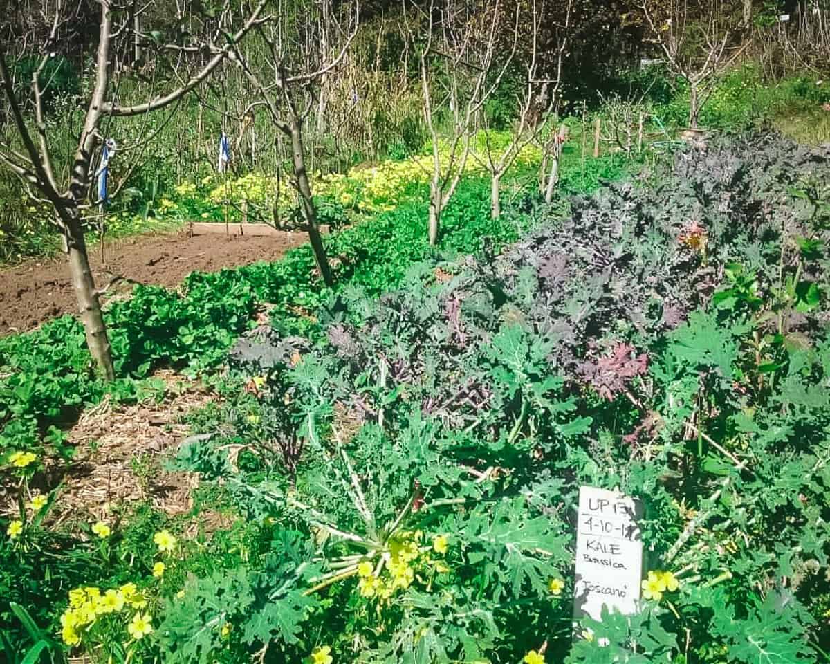 fruit trees planted with ground cover plants underneath them