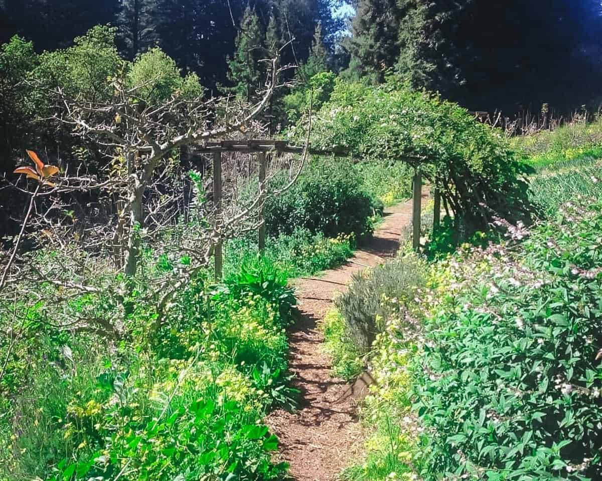 a permaculture forest garden with a pathway and vines growing over an arbor