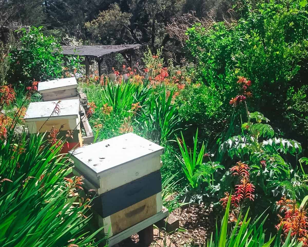 a forest garden with white beehive boxes