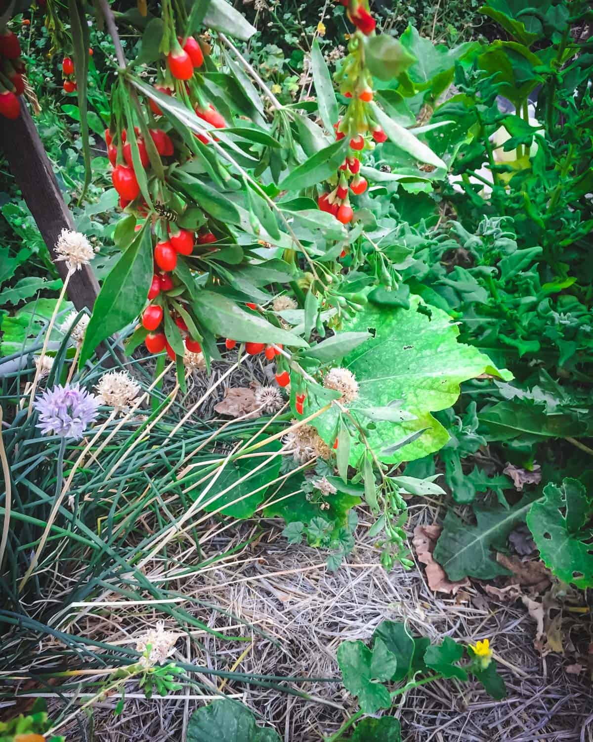 a close up of red goji berries growing next to chives that are flowering