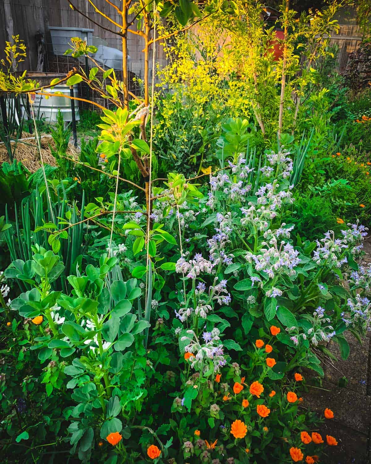 a food forest example with a pear tree, fava beans, borage, walking onions, and calendula