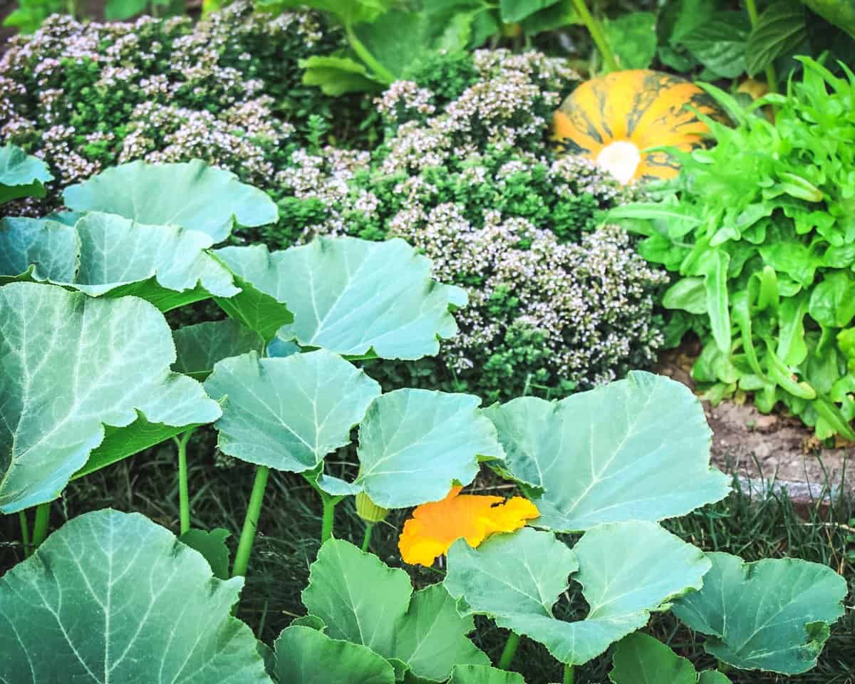 a large squash plant in the foreground with flowering oregano and lettuce in the background