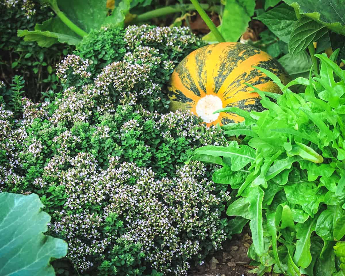 oregano, squash, and lettuce all growing very close to one another