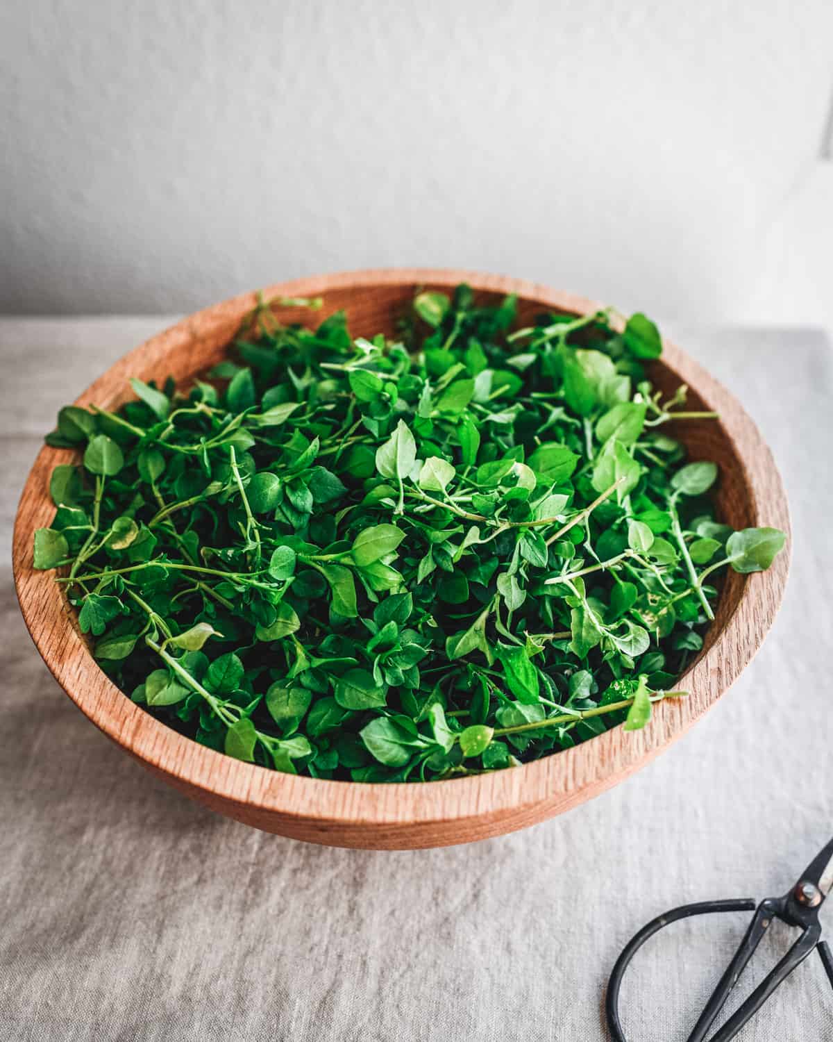 Wooden bowl full of foraged chickweed. 