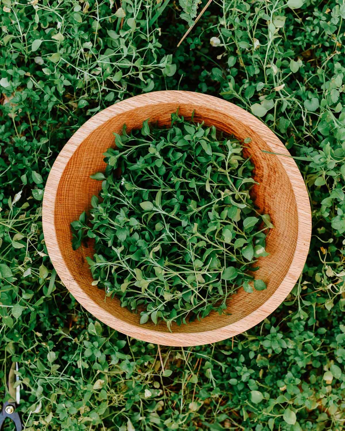 Fresh chickweed in a wooden bowl sitting in a patch of wild growing chickweed. 