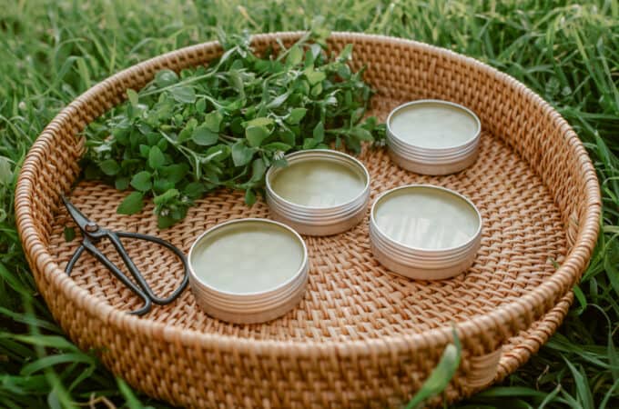 Chickweed in tins and fresh chickweed in a natural basket.