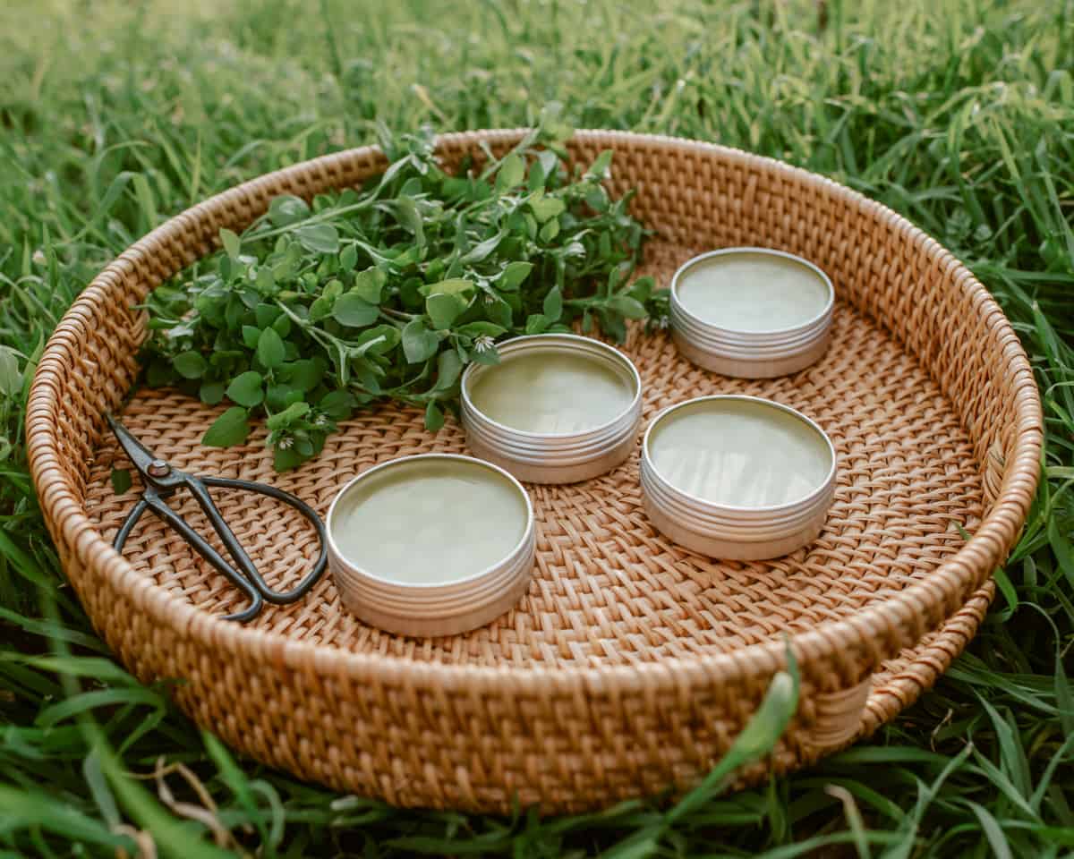 All Natural Chickweed Salve – Bug Bite & Poison Ivy Relief – Handmade In USA 2oz