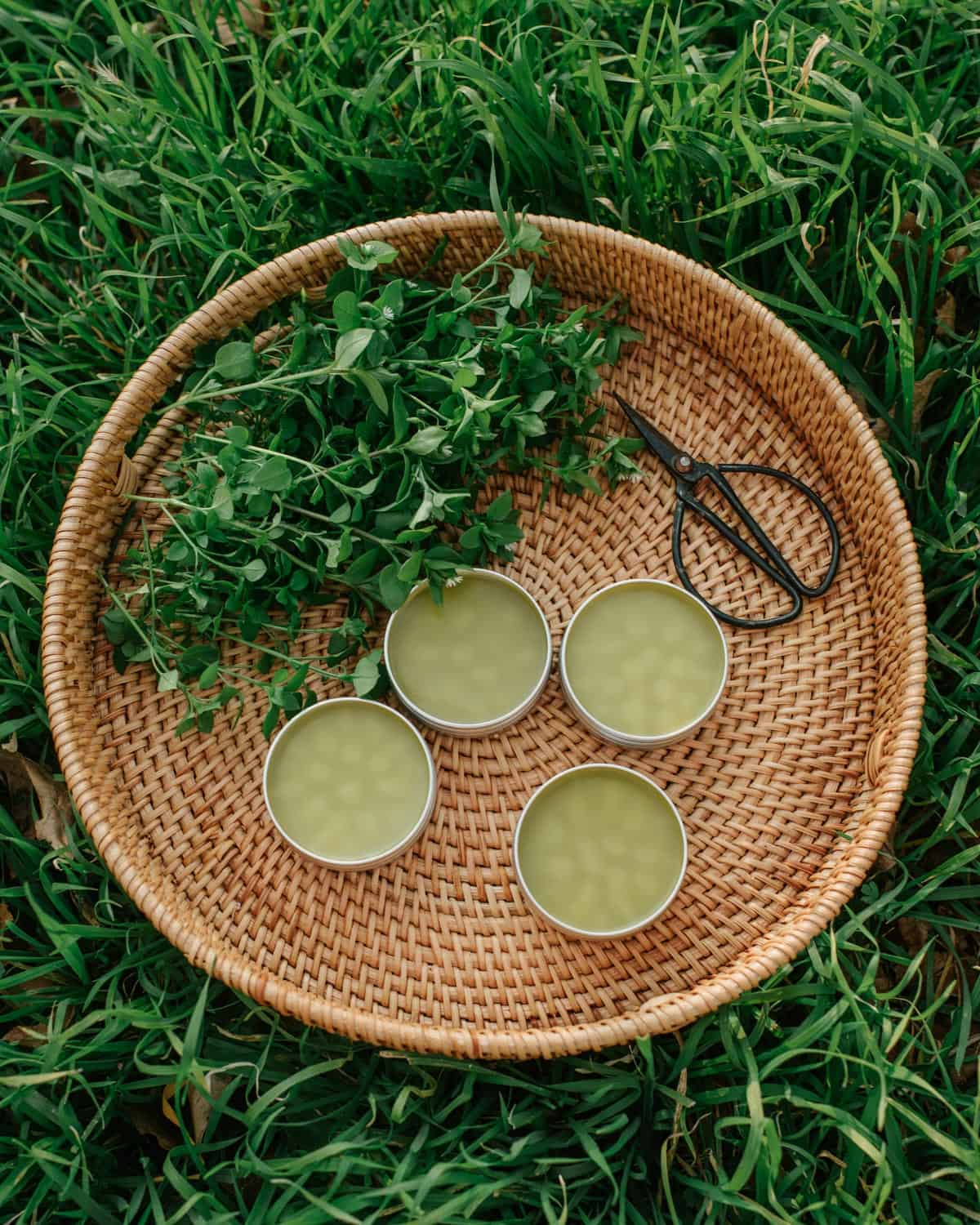 Chickweed salve in a natural basket with fresh chickweed sitting beside. 