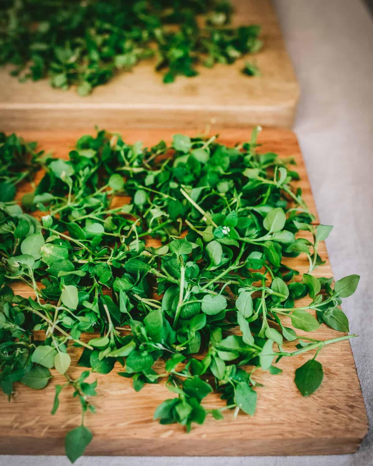 Chopped chickweed on a wooden board ready for wilting. 