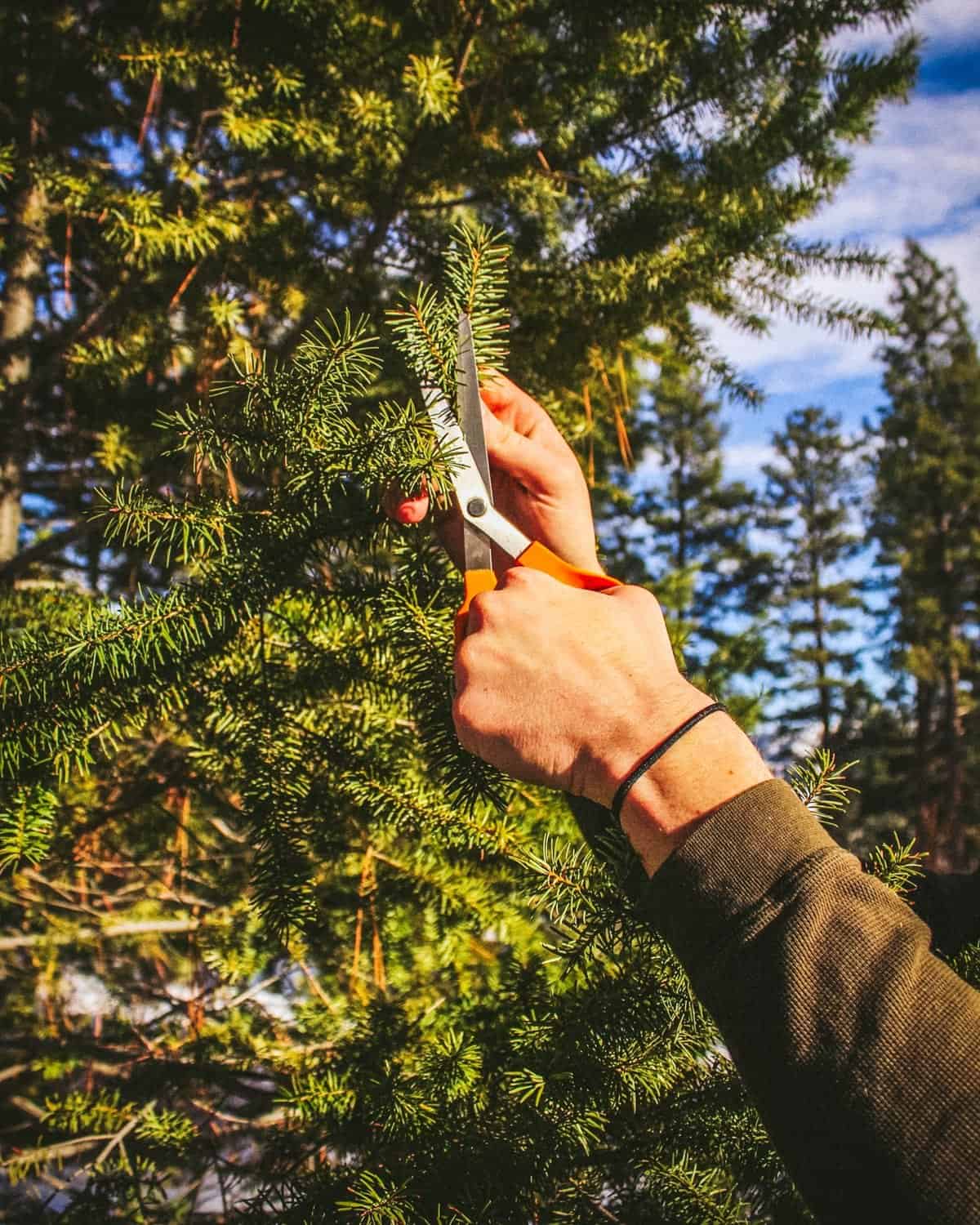 a hand harvesting conifer needles with scissors