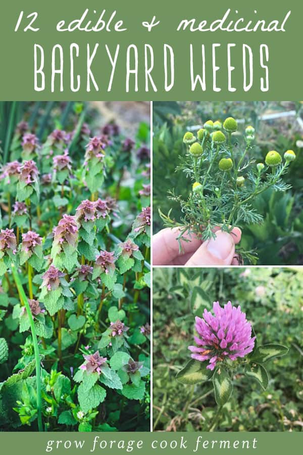 a collage of purple dead nettle, pineapple weed, and red clover