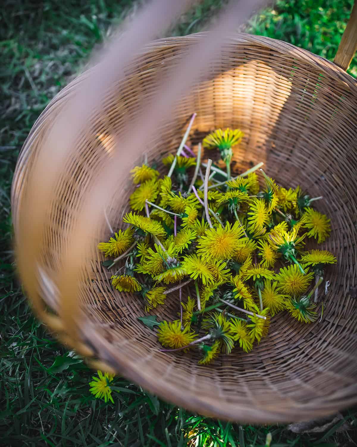 a basket of dandelion flowers