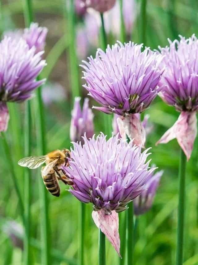 Best Flowers to Plant for Bees (that are good for us too!) Grow
