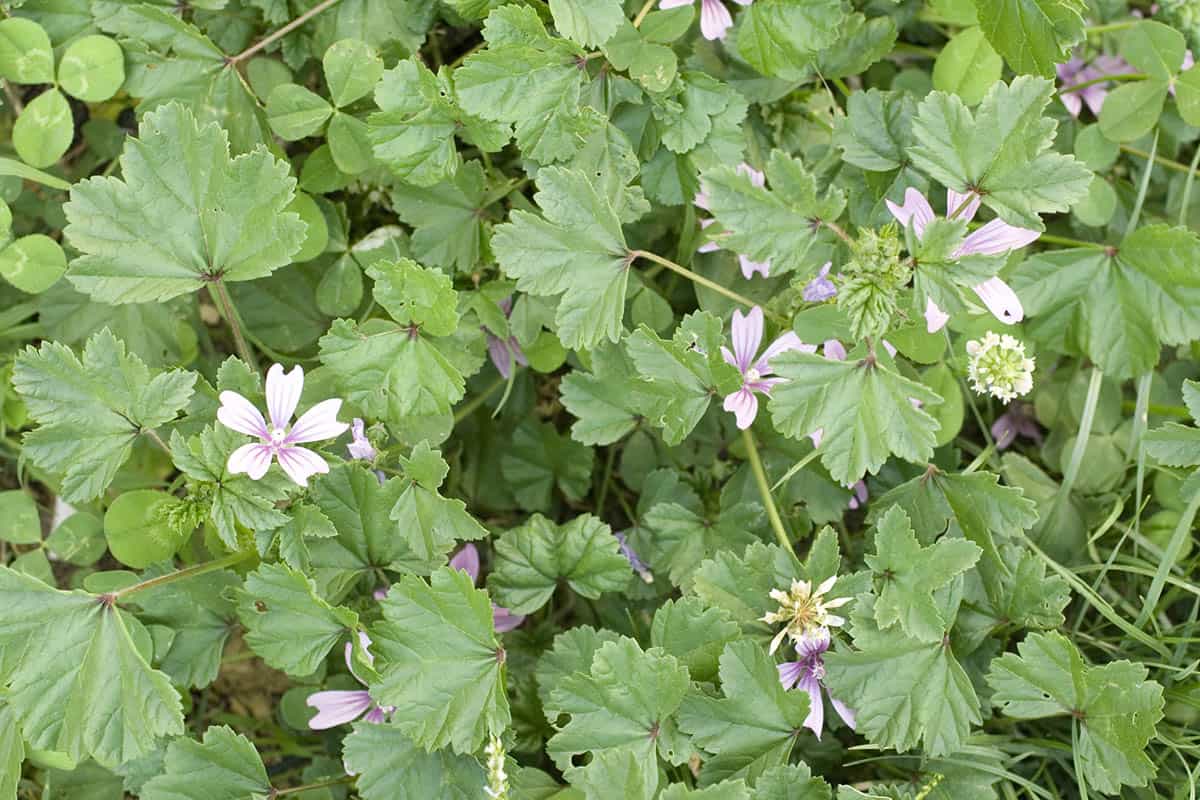 A patch of mallow weed with light pink and purple blossoms.
