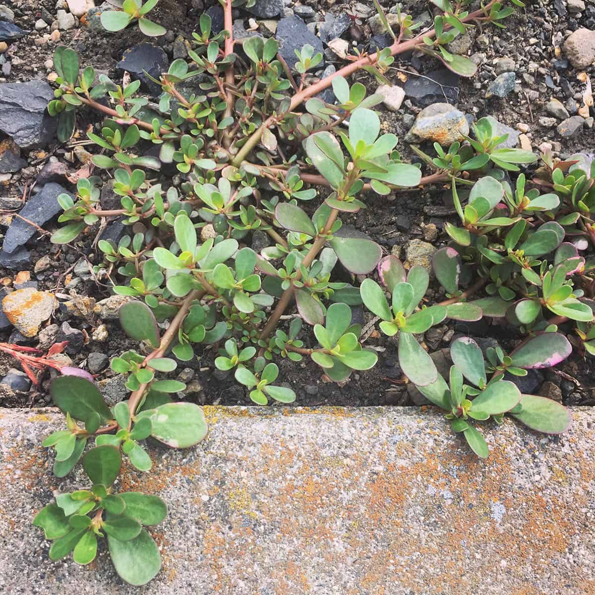 Purslane growing in wet soil creeping onto concrete.