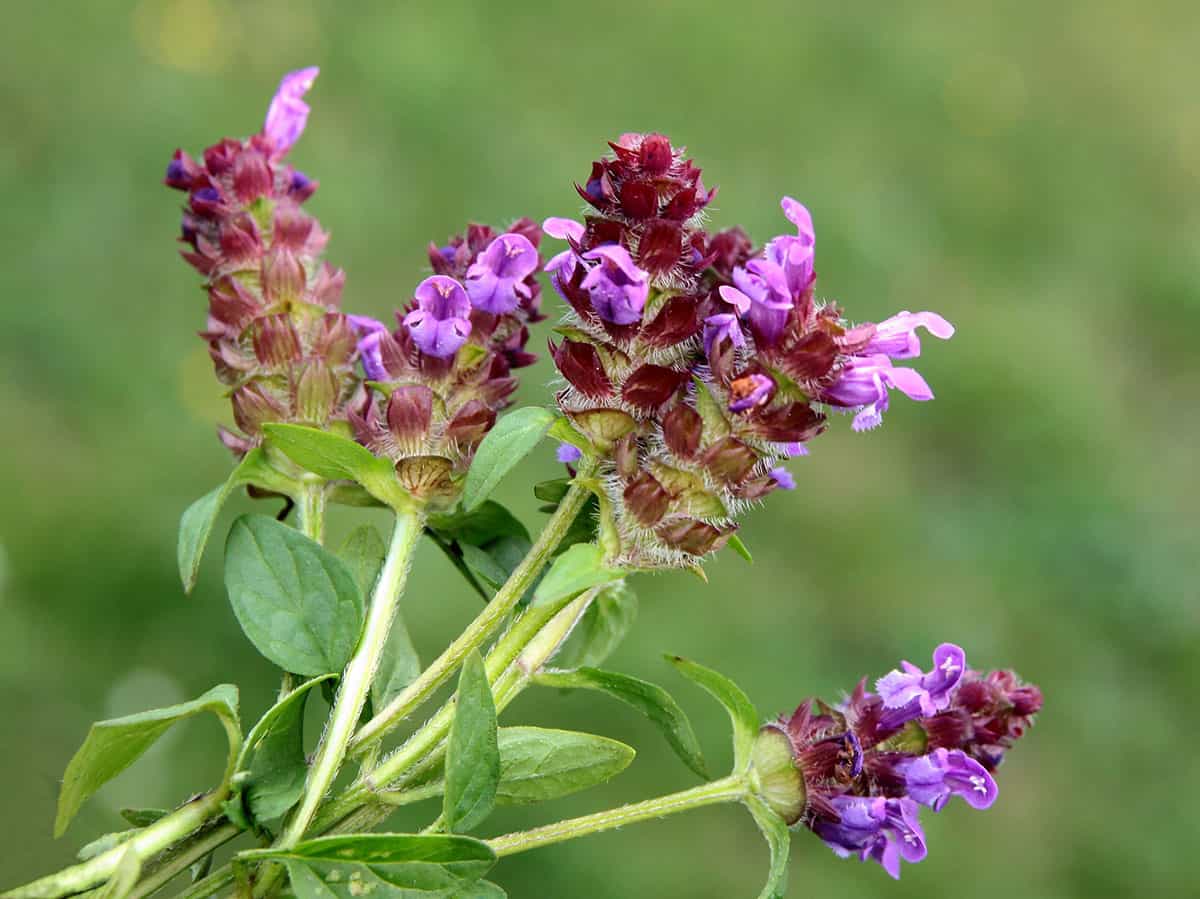 Close up of blooming self-heal, with burgundy and purple blossoms. 