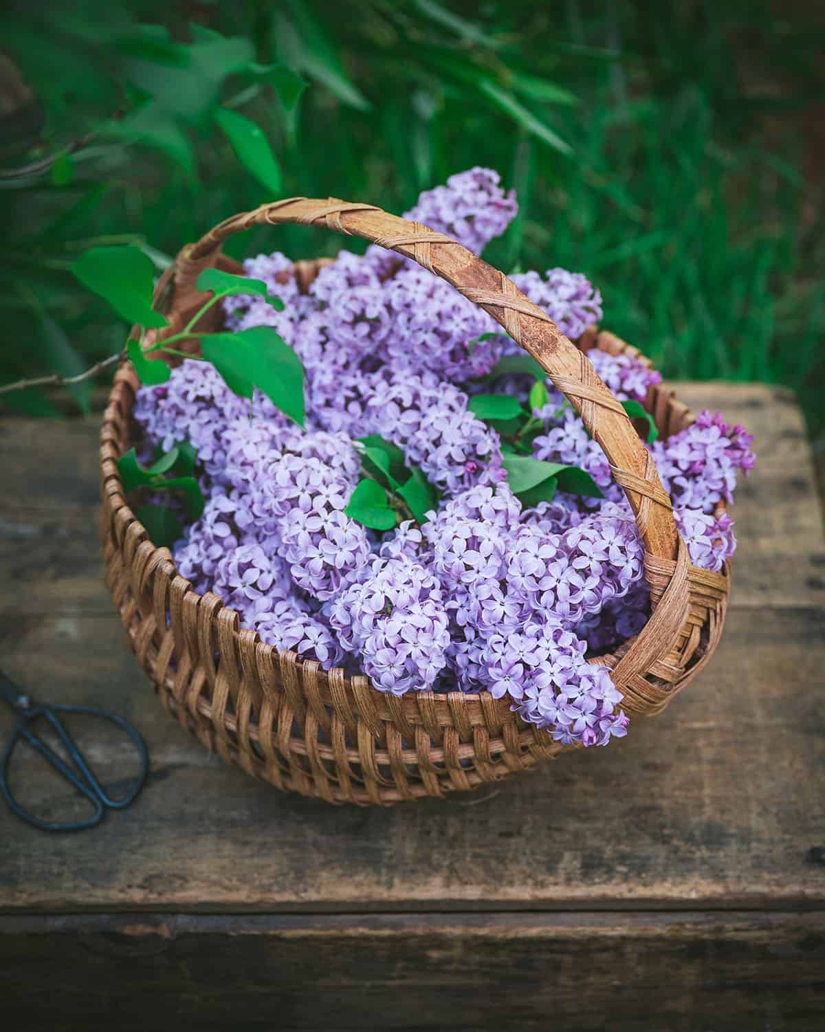 A woven basket full of freshly foraged lilacs sitting outside on a bench. 
