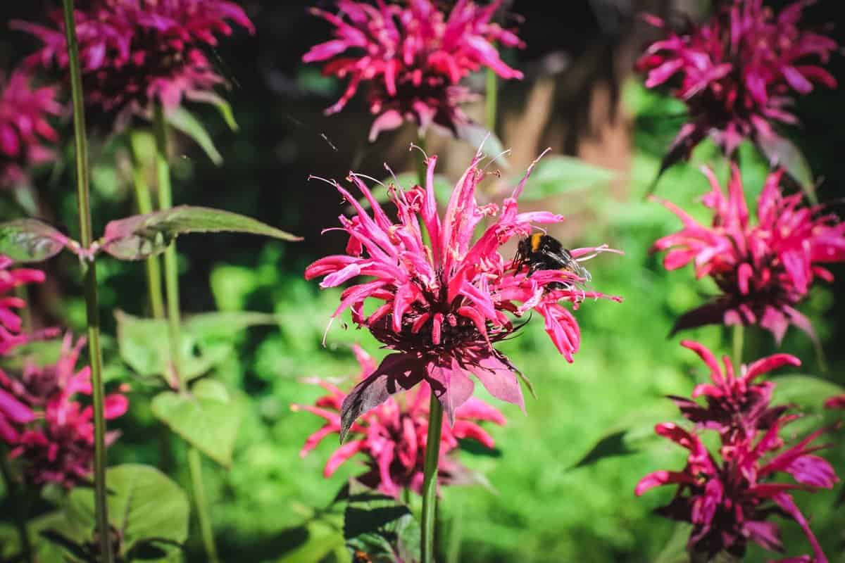 a bee on a red bee balm flower