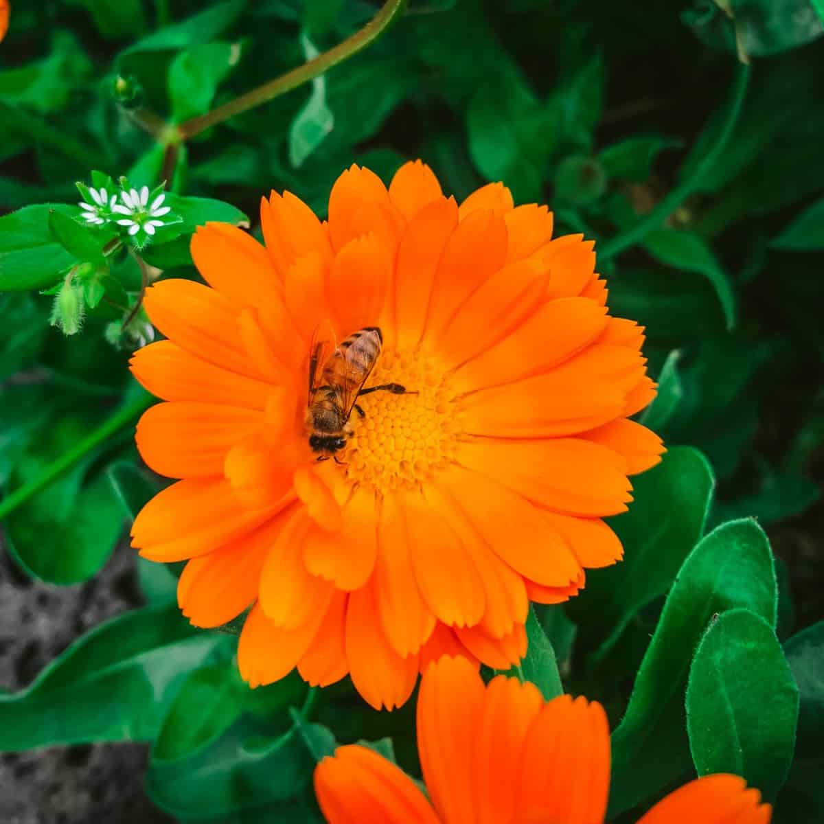 a bee on an orange calendula flower