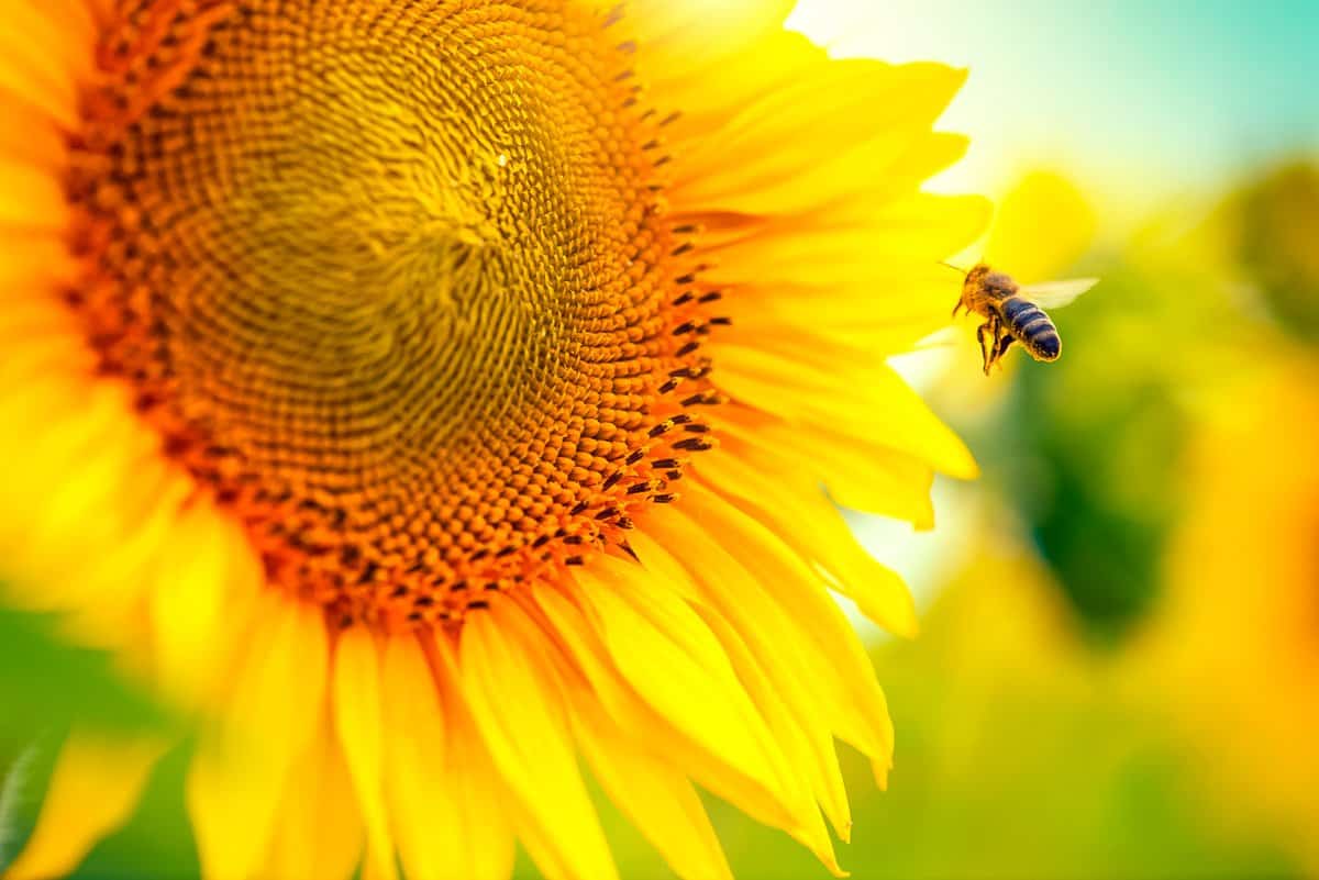 a bee flying towards a yellow sunflower