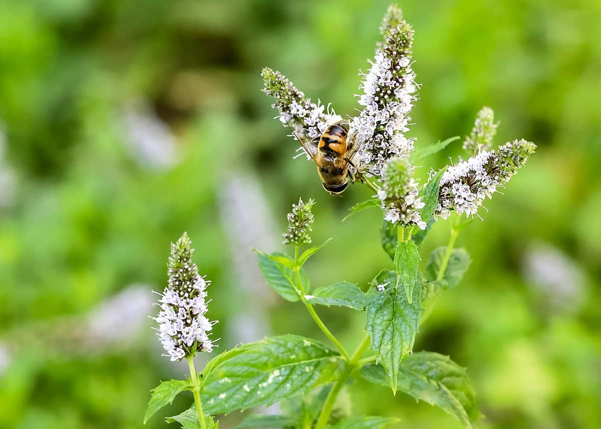 a bee on a white mint flower