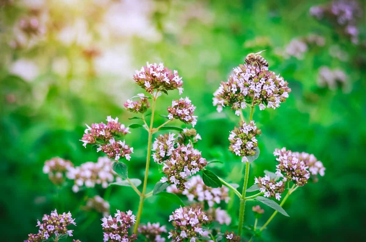 a bee sitting on top of an oregano flower