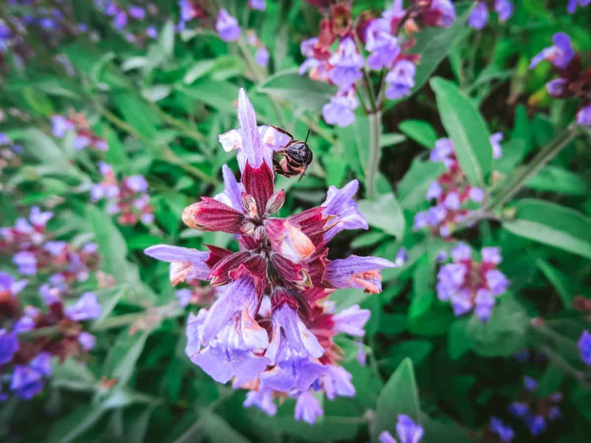 a bee on a purple sage flower