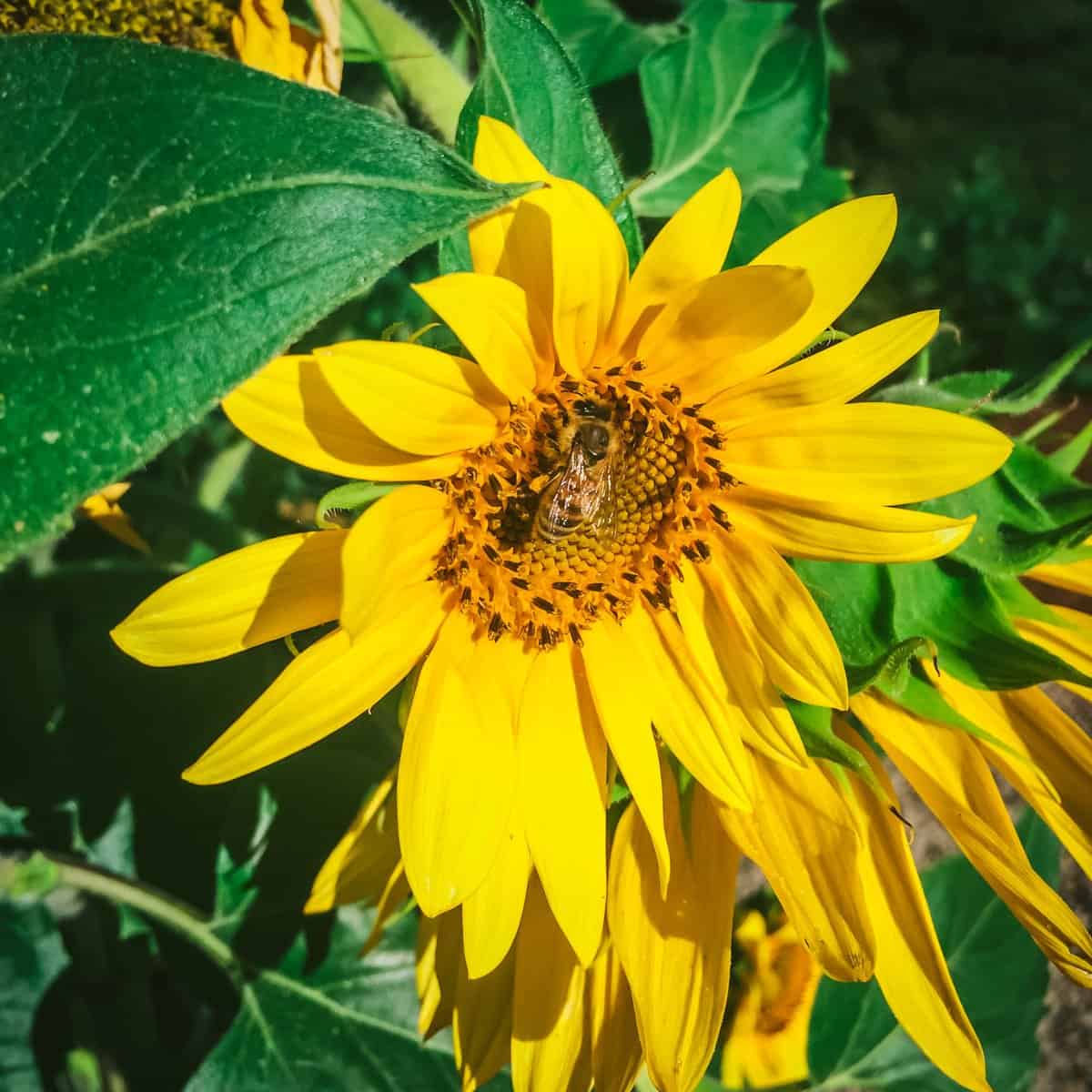 a bee on a yellow sunflower