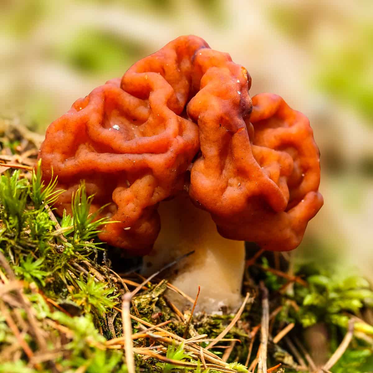 False morel Gyromitra