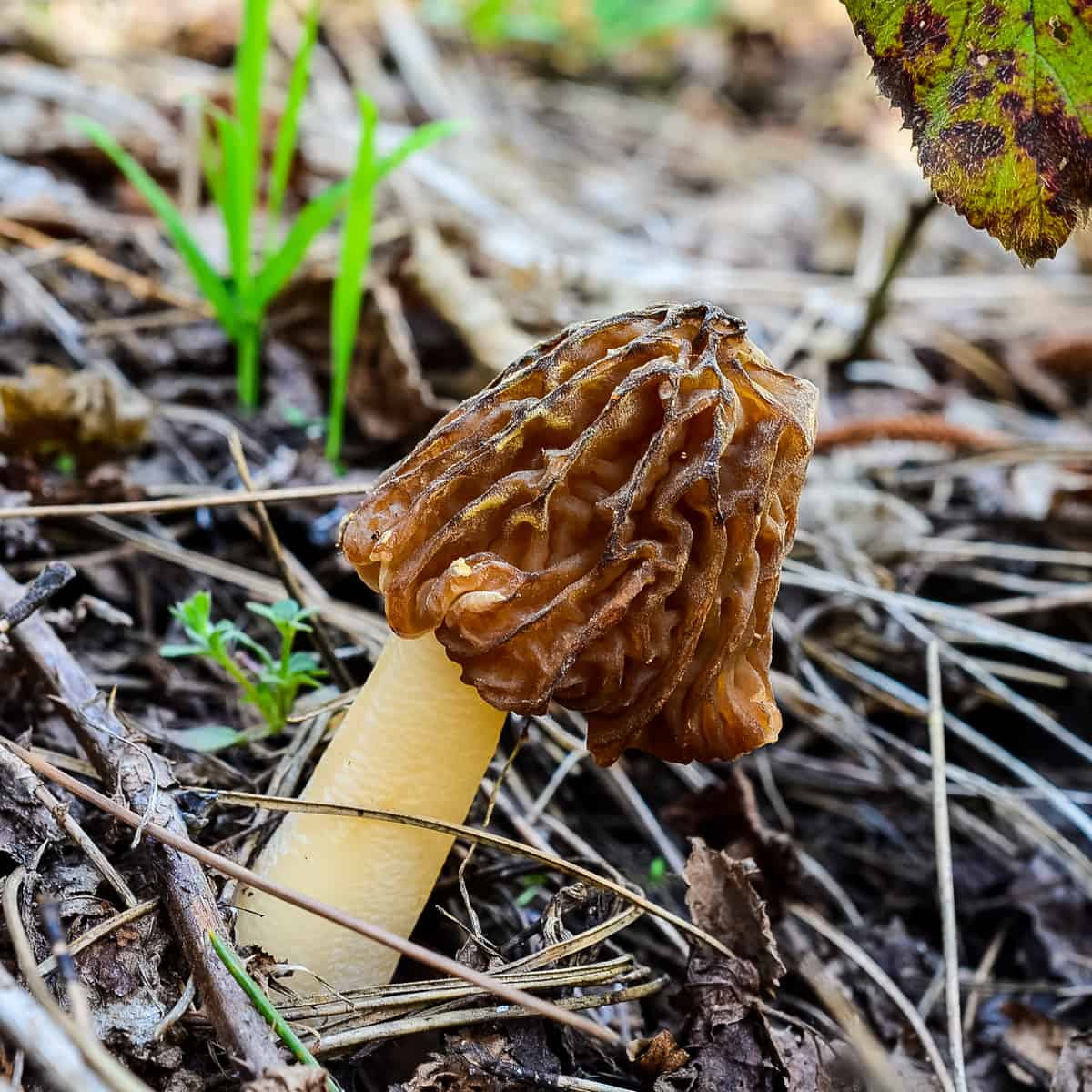 False morel Verpa bohemica