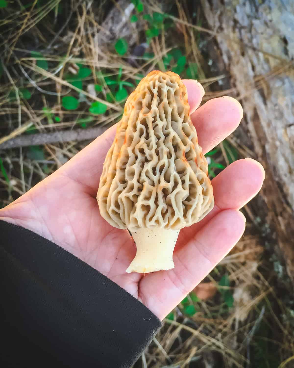 a hand holding a morel mushroom