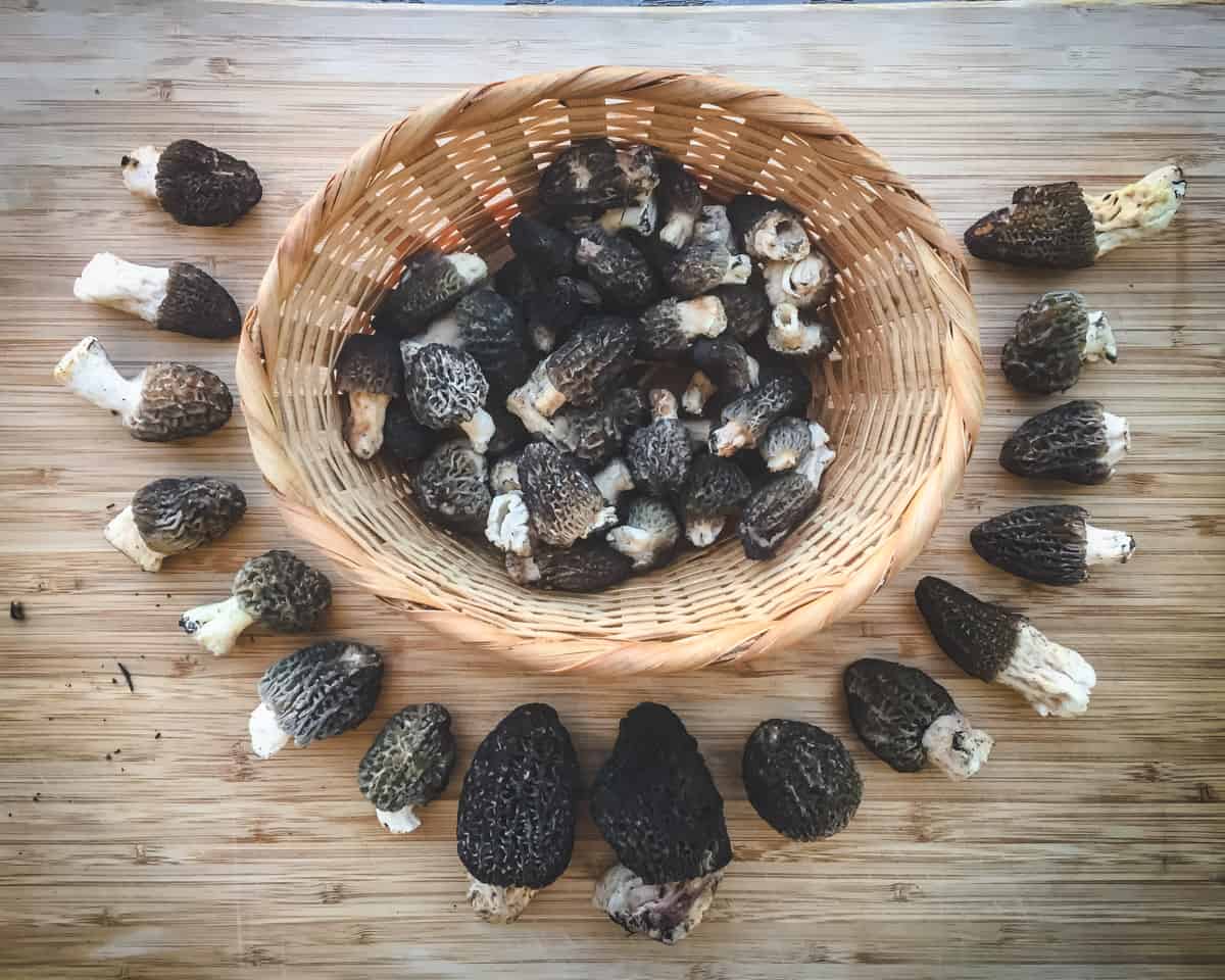 morel mushrooms in and around a basket