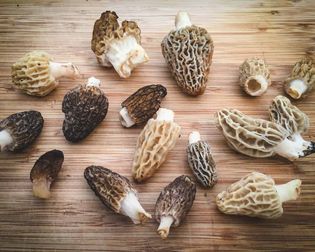 a variety of morels on a wooden cutting board