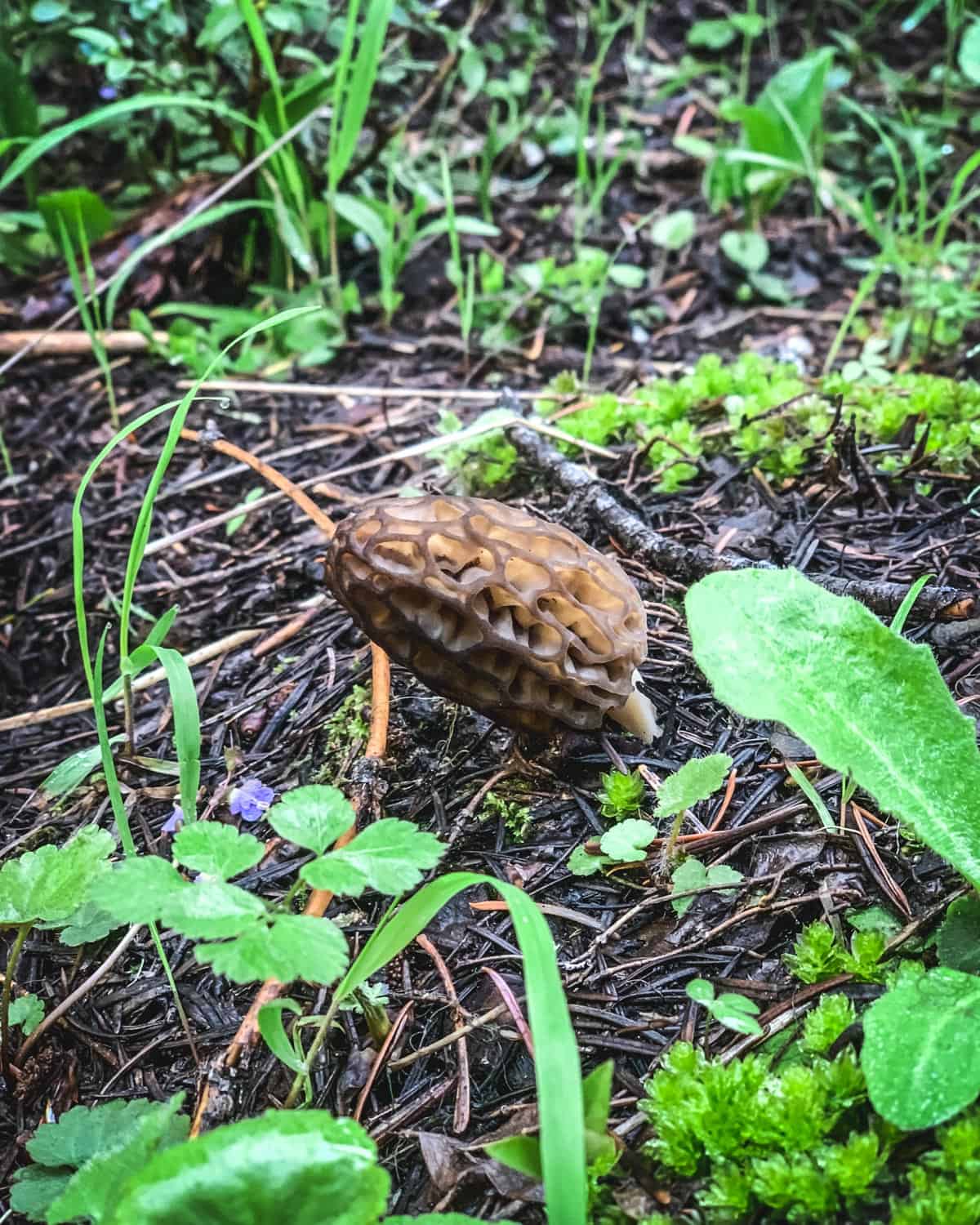 a single morel mushroom growing