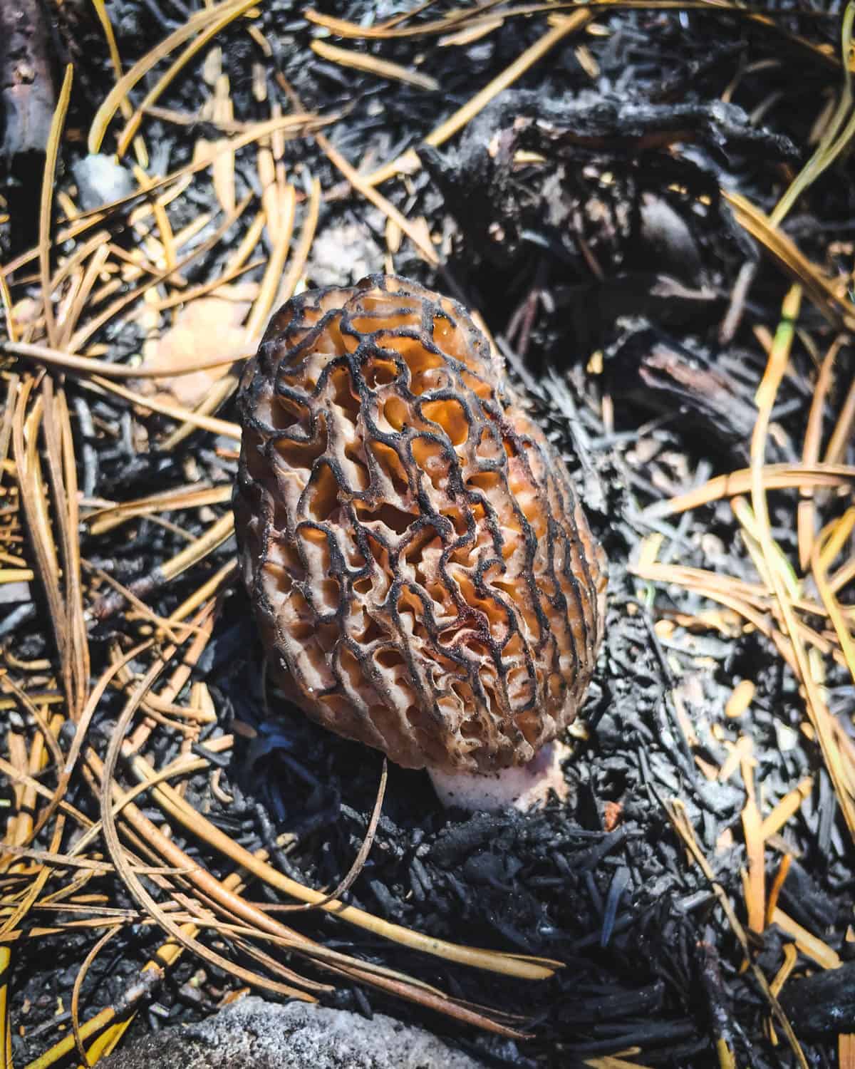 a morel growing from a burned area of the ground