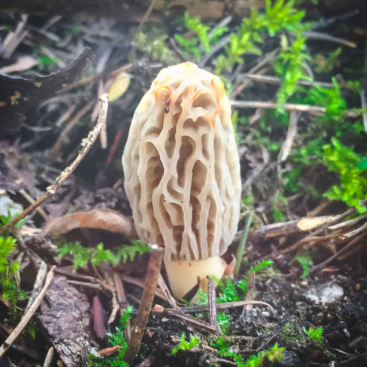 a morel mushroom growing near moss