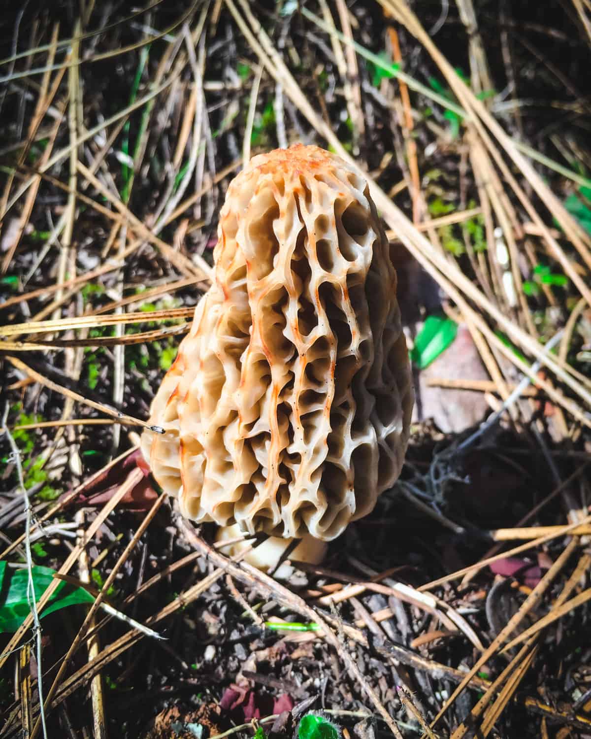 a morel growing in the sunlight