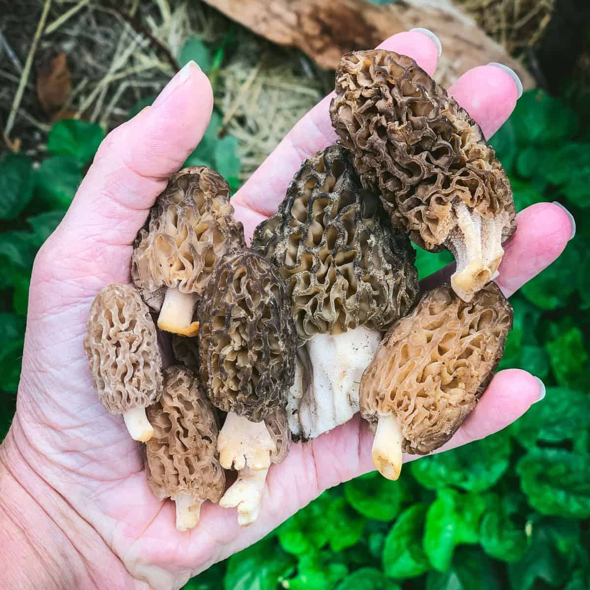 Morel Mushrooms Poisonous Look Alike