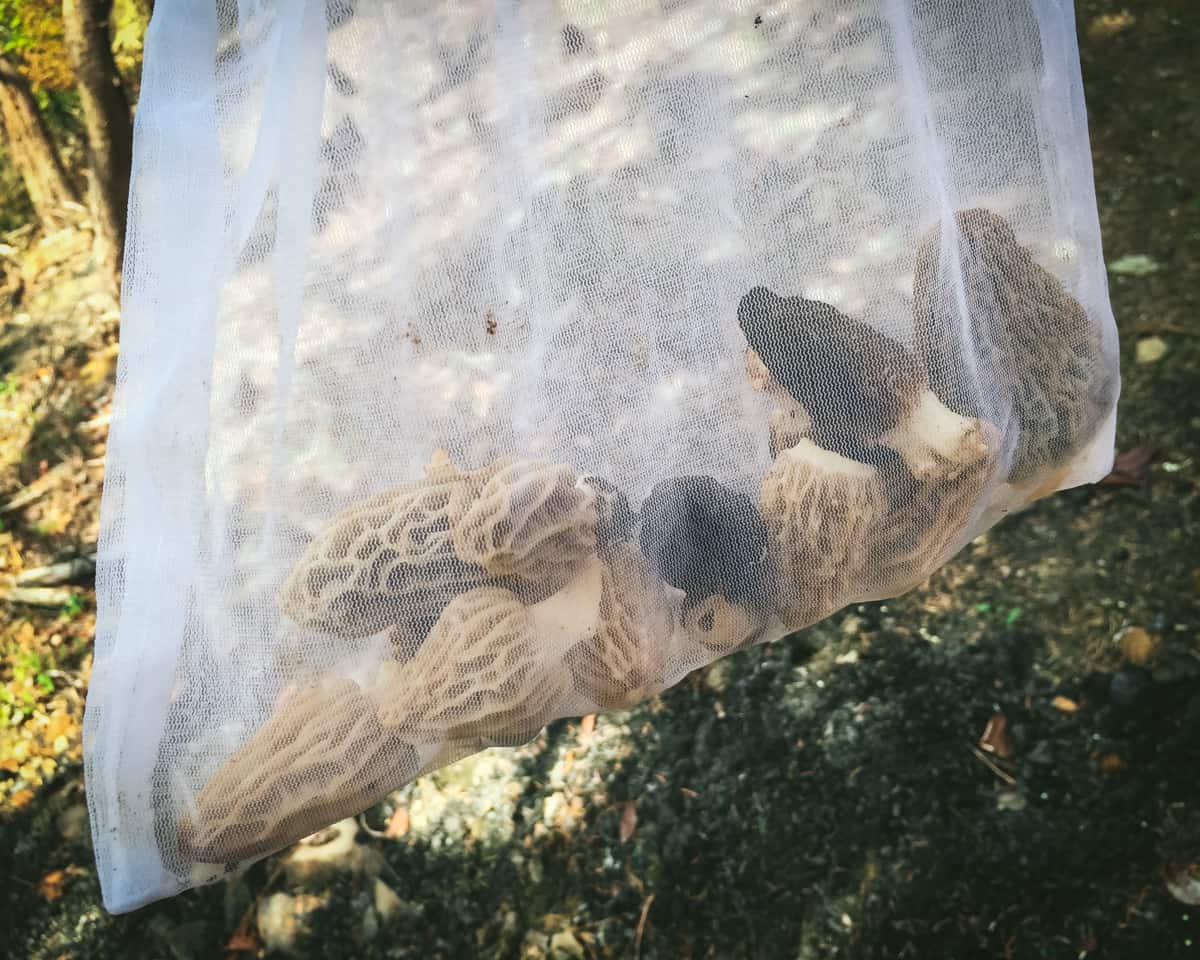 morels in a mesh bag