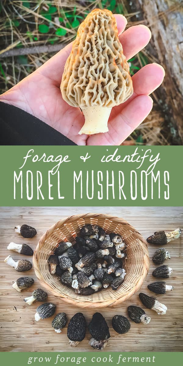 Foraging Morel Mushrooms Identification & Lookalikes