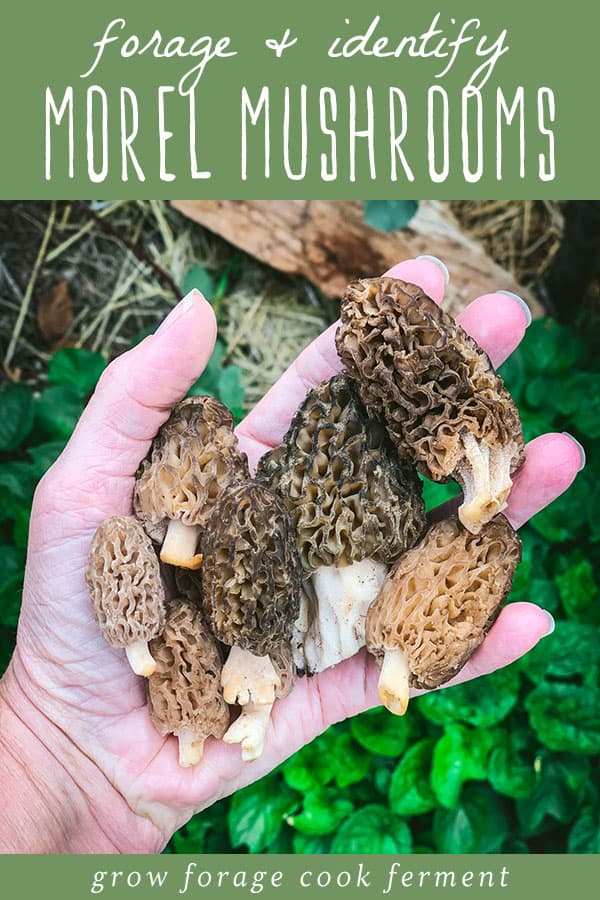 a hand holding a bunch of foraged morel mushrooms