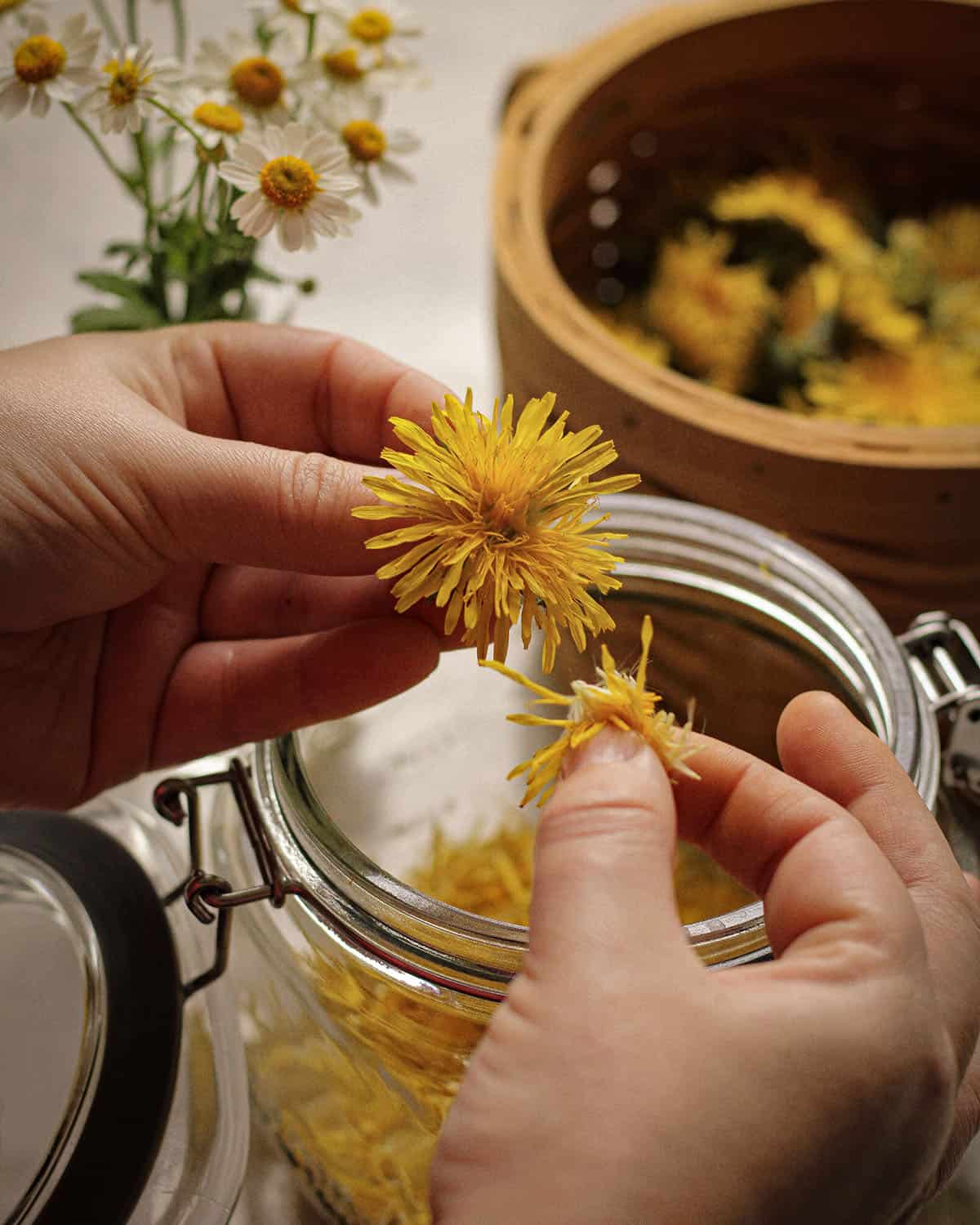 Hands plucking petals from fresh dandelions and putting them in a jar. 