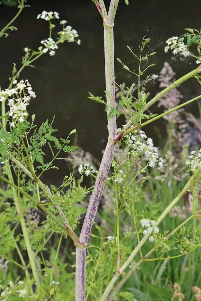 Poison hemlock stem