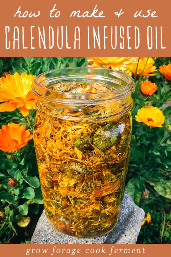 A picture of calendula flowers in a jar steeping in oil, outside near fresh calendulas. 