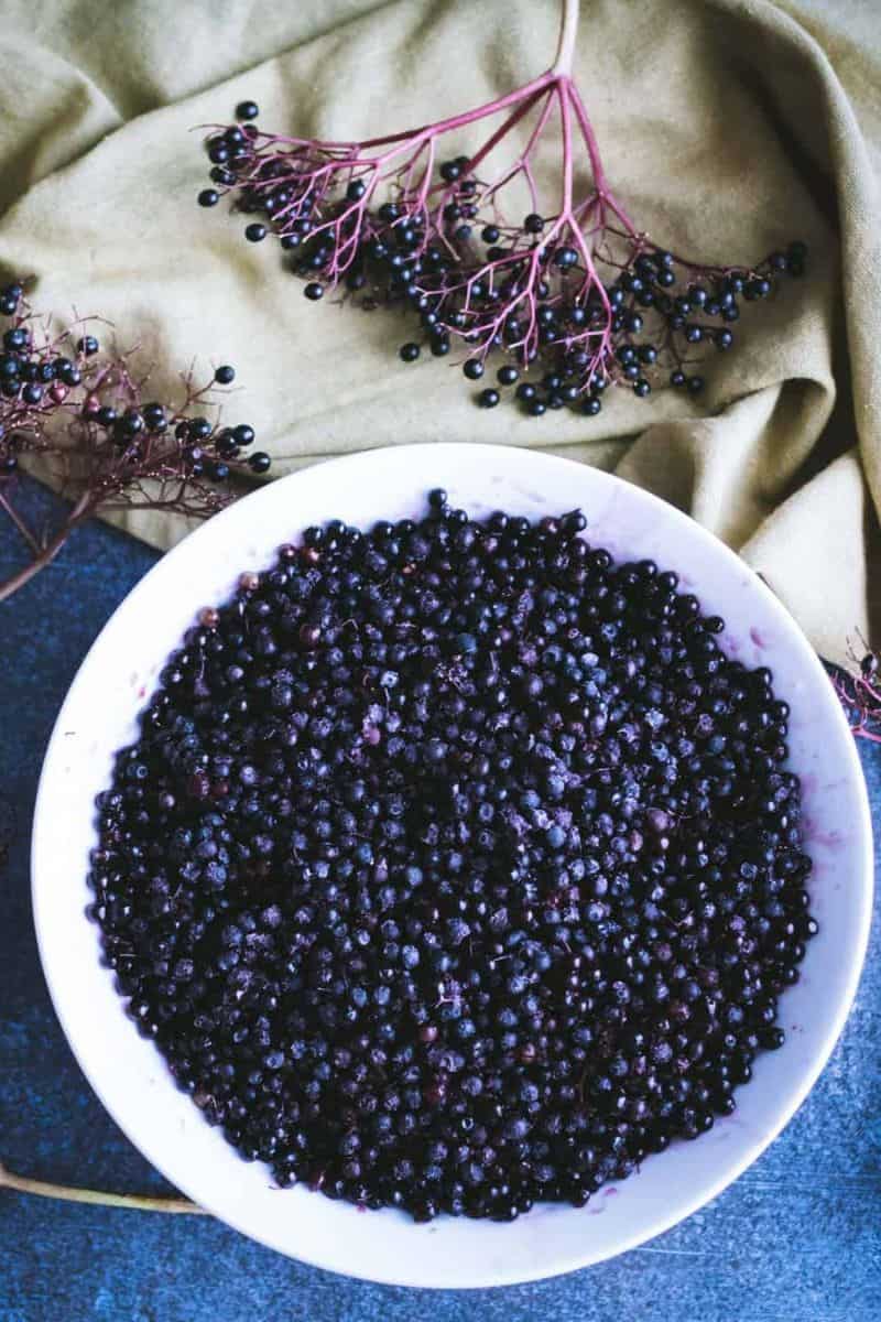 harvesting elderberries